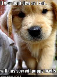 funny puppies