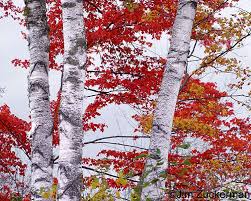 pictures birch tree