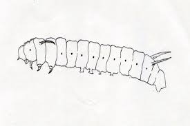 butterfly larvae pictures