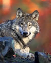 Canis lupus laying Valle di Fiemme, a 150 anni dalla scomparsa, il lupo è tornato a frequentare i boschi del Trentino