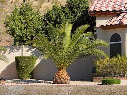 pineapple palm tree
