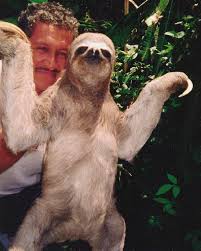 Sloth Pictures, Images \x26amp;