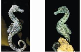 seahorse sculpture