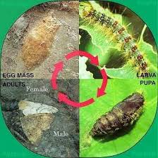 gypsy moth pictures