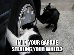 cat-stealing-wheel.jpg