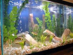 freshwater tropical fish