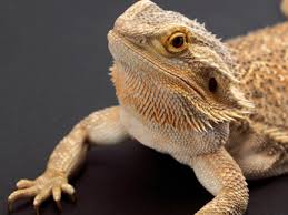 reptiles snakes