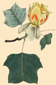 pictures tulip trees