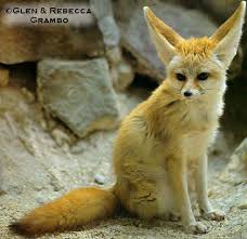 fennec foxes