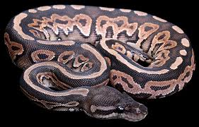 pastel ball python