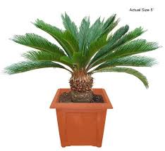 palm tree varieties pictures