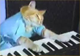 keyboard cat