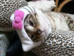 hello kitty cat