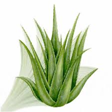 خلطة جنان للشعر Aloe_vera