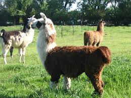 llamas