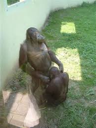 funny pictures of animals