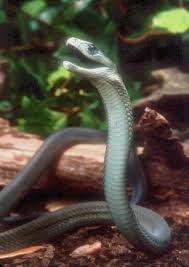 black mamba snake pictures