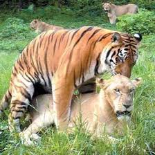 tigon pictures
