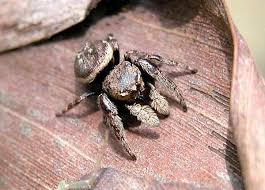brown jumping spiders