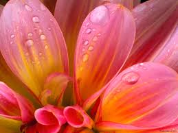 Bloemen_wallpapers.jpg