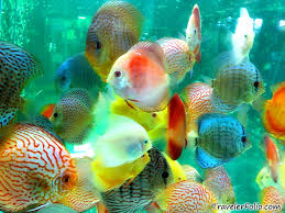 freshwater discus fish