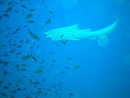 school of fish