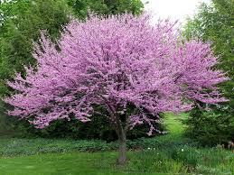pictures redbud tree