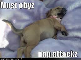 funny puppies