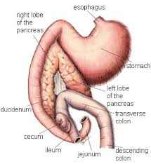 pancreas