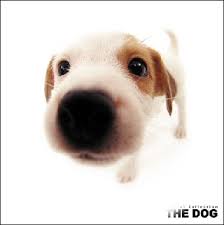 the dog