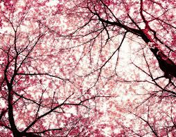 cherry blossom