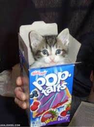 cute cat pictures