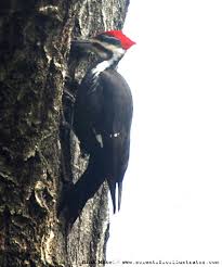 pileated woodpecker photo