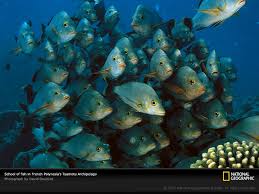 school of fish