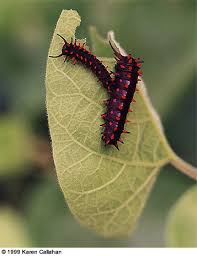 pipevine swallowtail caterpillar