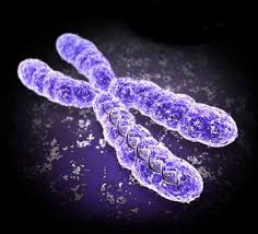 Chimp and Human Y Chromosomes