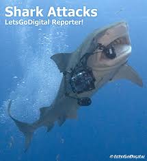 shark