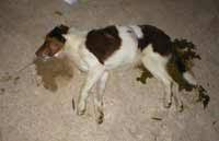 achtung: hundekiller unterwegs!