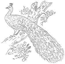 peacock embroidery pattern