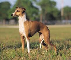 italian greyhound