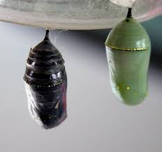 Monarch Chrysalis