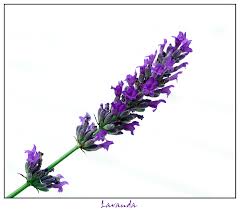 lavanda