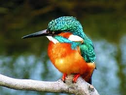 kingfisher