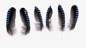 peregrine falcon feathers