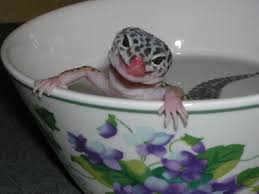 leopard gecko lizards