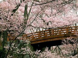 cherry blossom