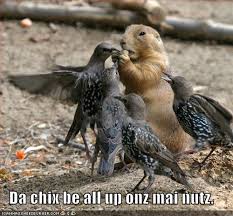 funny image