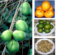 extract from African mango