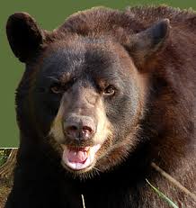 bear