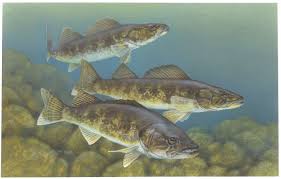 walleye fish pictures